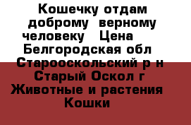 Кошечку отдам доброму, верному человеку › Цена ­ 0 - Белгородская обл., Старооскольский р-н, Старый Оскол г. Животные и растения » Кошки   